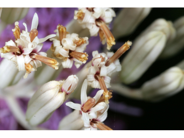 Arnoglossum ovatum (Ovateleaf cacalia) #36319