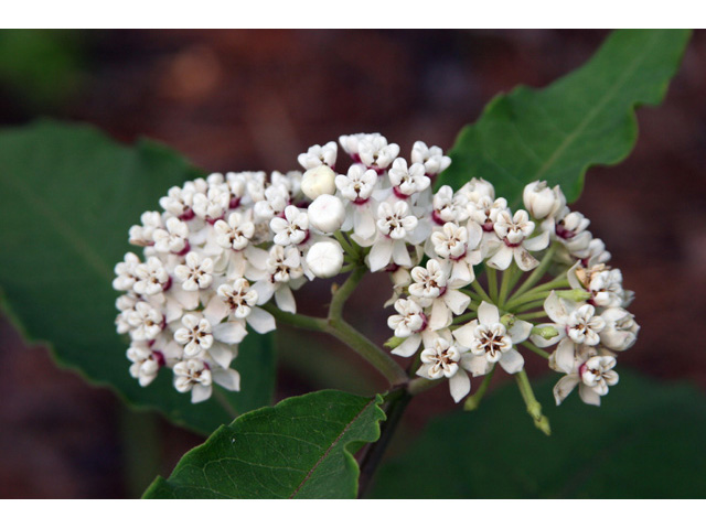 Asclepias variegata (Redring milkweed) #36334