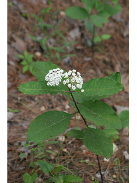 Asclepias variegata (Redring milkweed) #36337