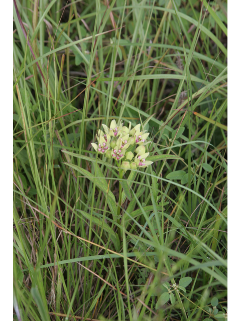 Asclepias viridis (Green milkweed) #36346