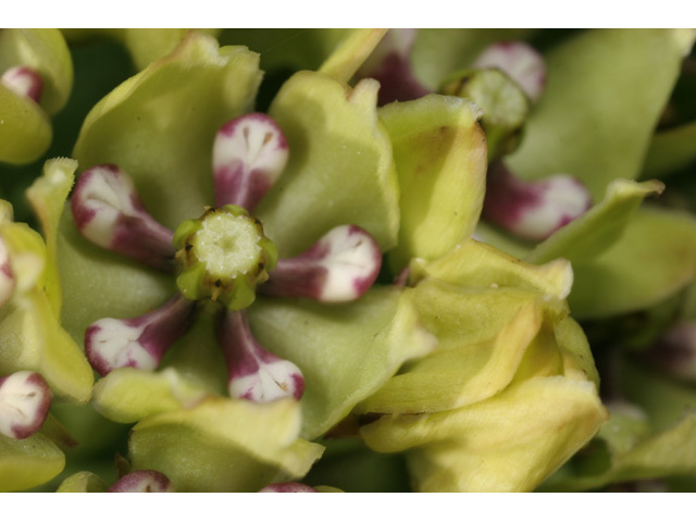 Asclepias viridis (Green milkweed) #36348