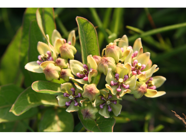 Asclepias viridis (Green milkweed) #36349