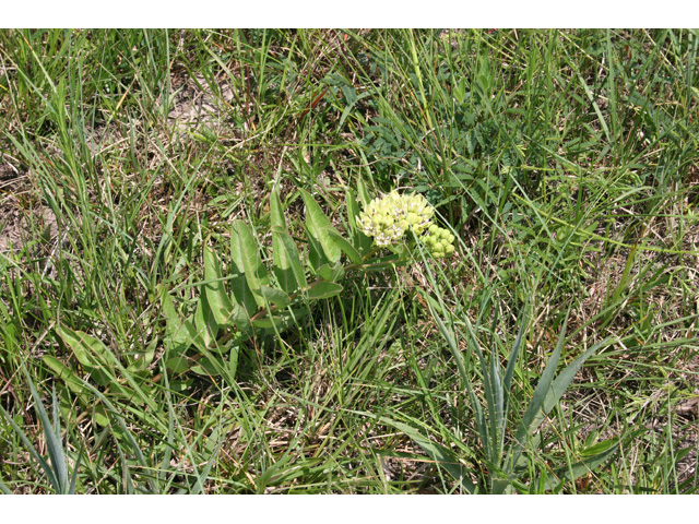 Asclepias viridis (Green milkweed) #36350