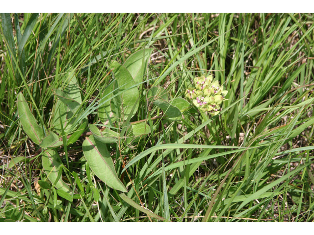 Asclepias viridis (Green milkweed) #36351