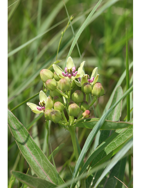 Asclepias viridis (Green milkweed) #36352