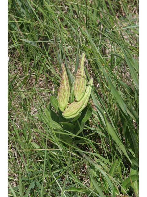 Asclepias viridis (Green milkweed) #36353