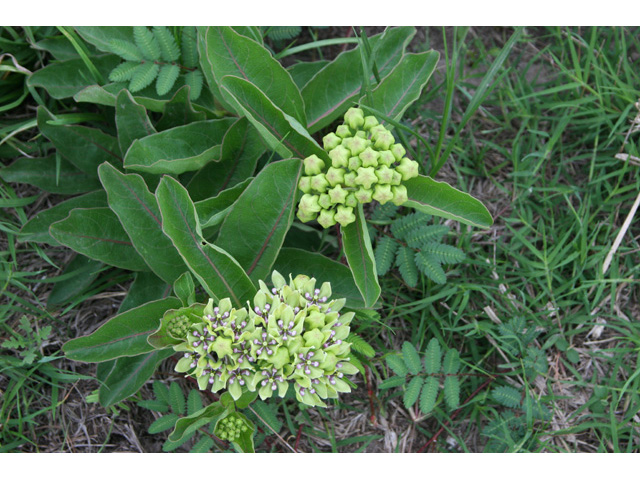 Asclepias viridis (Green milkweed) #36355