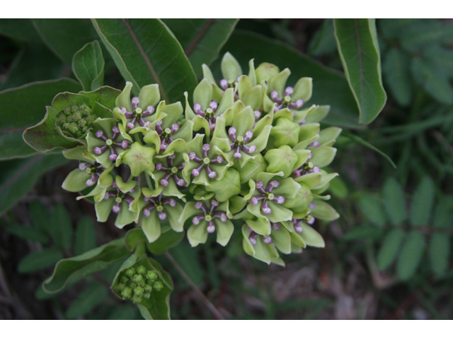 Asclepias viridis (Green milkweed) #36356