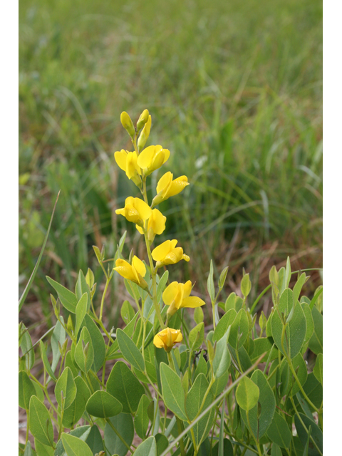 Baptisia sphaerocarpa (Yellow wild indigo) #36364