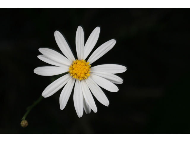 Boltonia diffusa (Doll's daisy) #36366