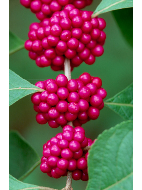 Callicarpa americana (American beautyberry ) #36372