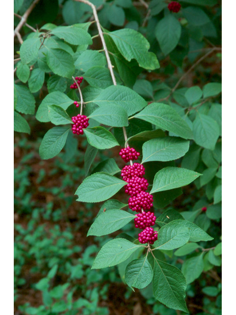 Callicarpa americana (American beautyberry ) #36373