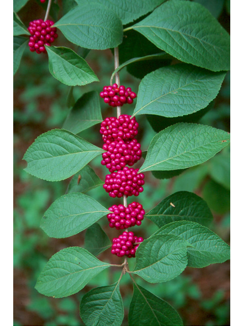 Callicarpa americana (American beautyberry ) #36374