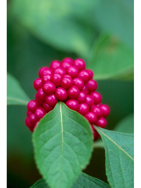 Callicarpa americana (American beautyberry ) #36375