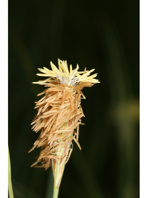 Carex meadii (Mead's sedge) #36394