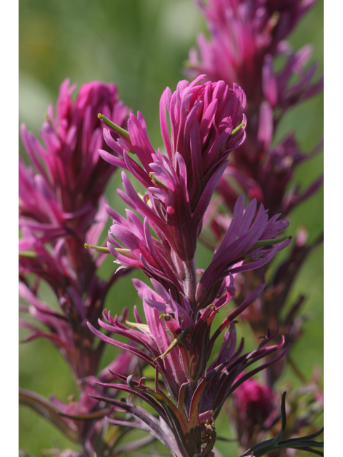 Castilleja purpurea (Prairie paintbrush) #36401