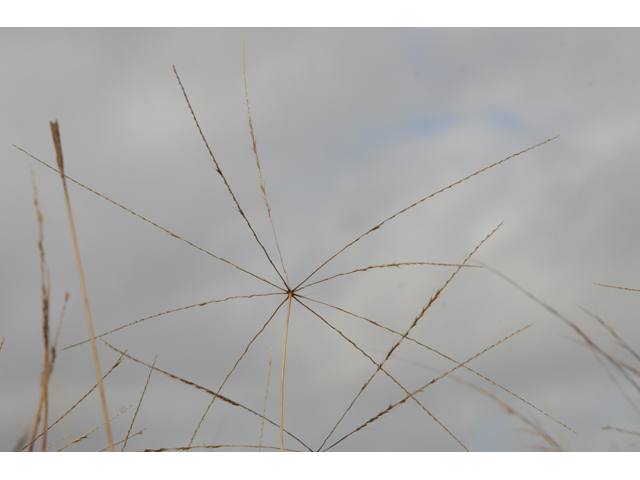 Chloris texensis (Texas windmill grass) #36421