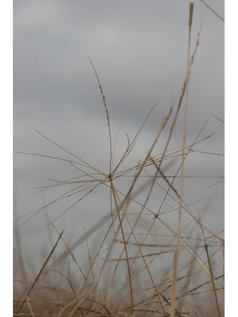 Chloris texensis (Texas windmill grass) #36422