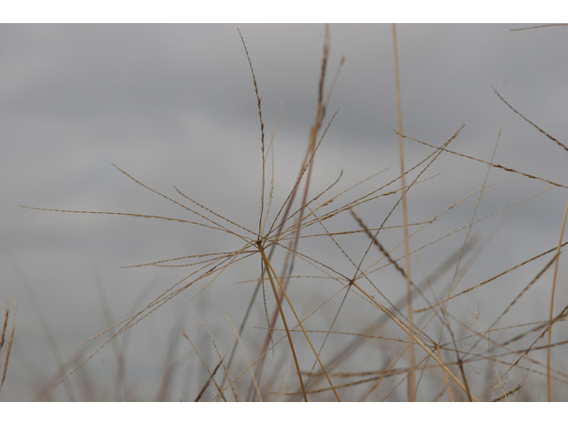 Chloris texensis (Texas windmill grass) #36423