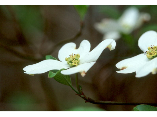 Cornus florida (Flowering dogwood) #36437