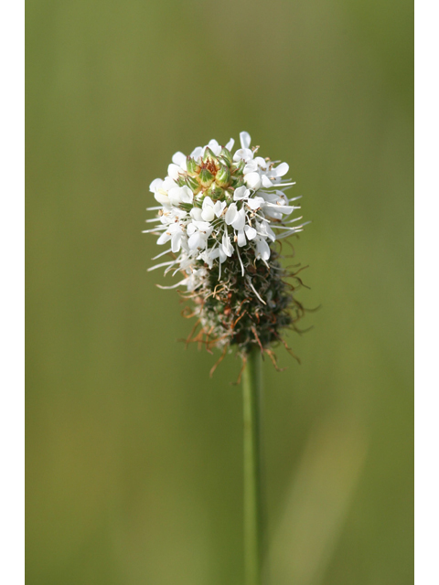 Dalea candida (White prairie clover) #36447