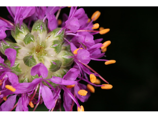Dalea purpurea (Purple prairie clover) #36448