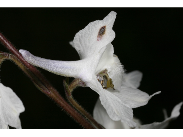 Delphinium carolinianum ssp. virescens (Carolina larkspur) #36454