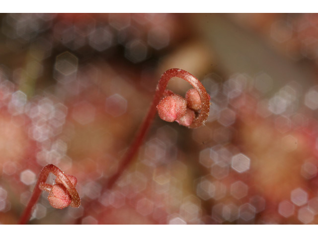 Drosera brevifolia (Dwarf sundew) #36460