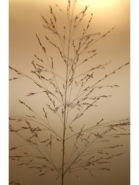 Panicum virgatum (Switchgrass) #36477