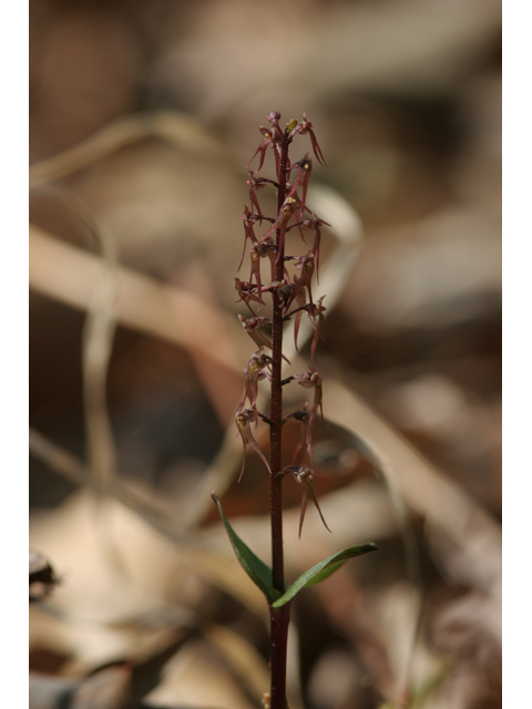 Listera australis (Southern twayblade) #36486