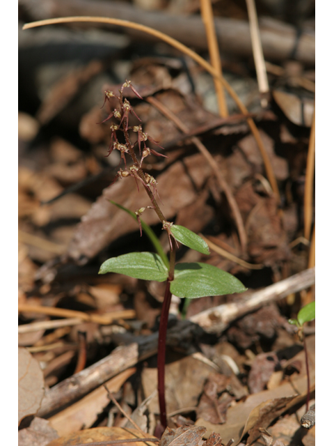 Listera australis (Southern twayblade) #36487