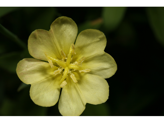 Oenothera laciniata (Cutleaf evening-primrose) #36490