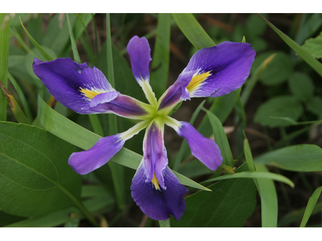 Iris brevicaulis (Zigzag iris) #36494