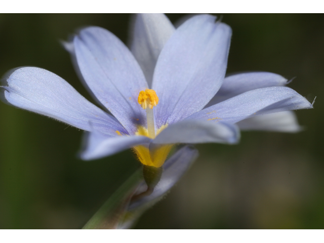 Sisyrinchium angustifolium (Narrowleaf blue-eyed grass) #36500