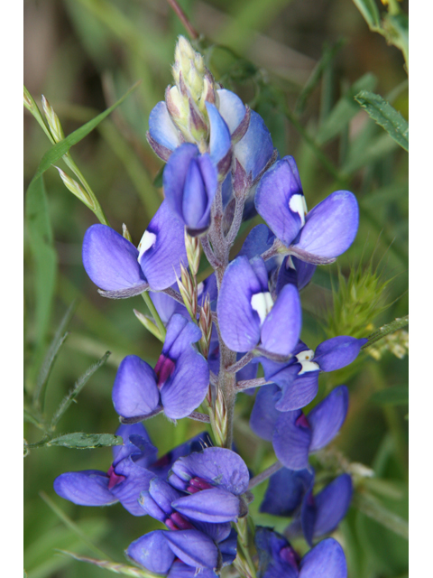 Lupinus texensis (Texas bluebonnet) #36504