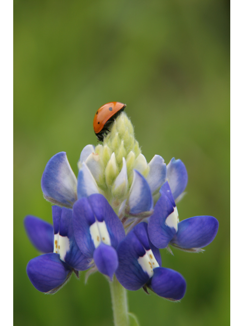 Lupinus texensis (Texas bluebonnet) #36505