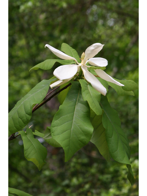 Magnolia pyramidata (Pyramid magnolia) #36508