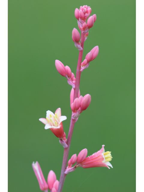 Hesperaloe parviflora (Red yucca) #36512