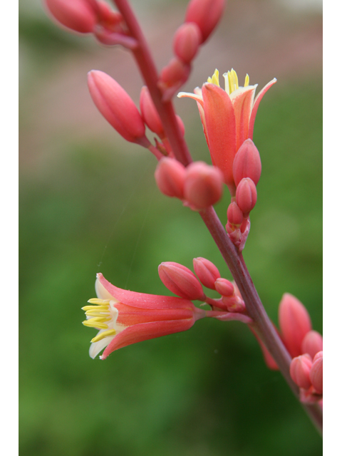 Hesperaloe parviflora (Red yucca) #36513