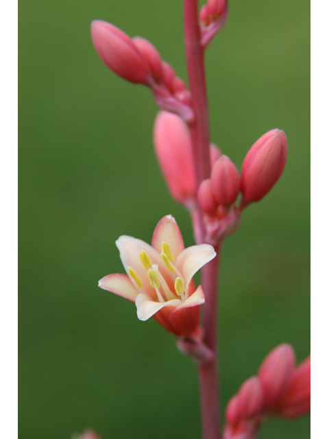 Hesperaloe parviflora (Red yucca) #36514