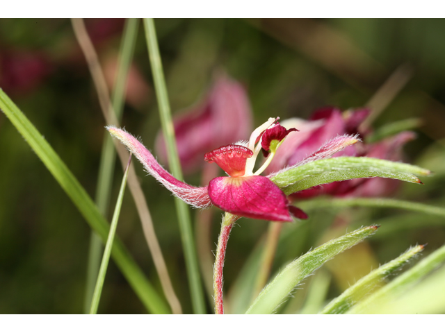 Krameria lanceolata (Trailing krameria) #36519
