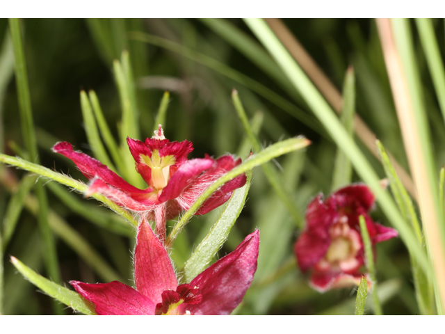 Krameria lanceolata (Trailing krameria) #36520