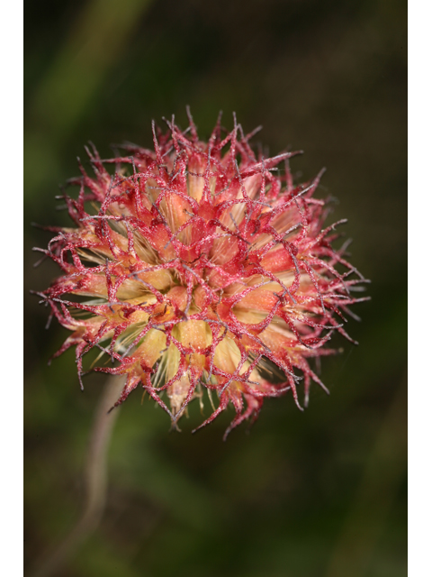 Gaillardia aestivalis var. aestivalis (Lanceleaf blanketflower) #36521