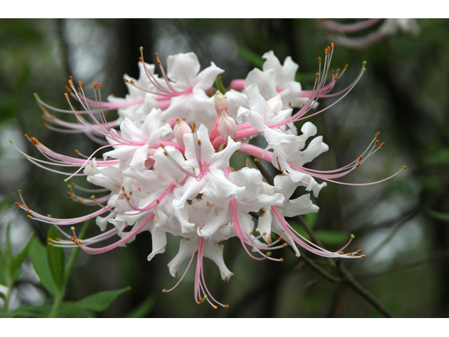Rhododendron canescens (Mountain azalea) #36525