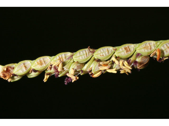 Paspalum plicatulum (Brownseed paspalum) #36531