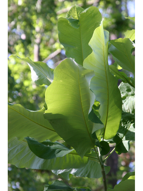 Magnolia macrophylla (Bigleaf magnolia) #36542