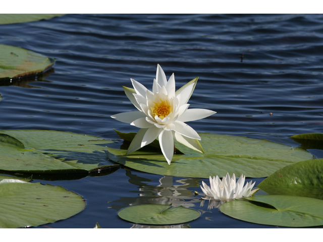 Nymphaea odorata (American white water-lily) #36543