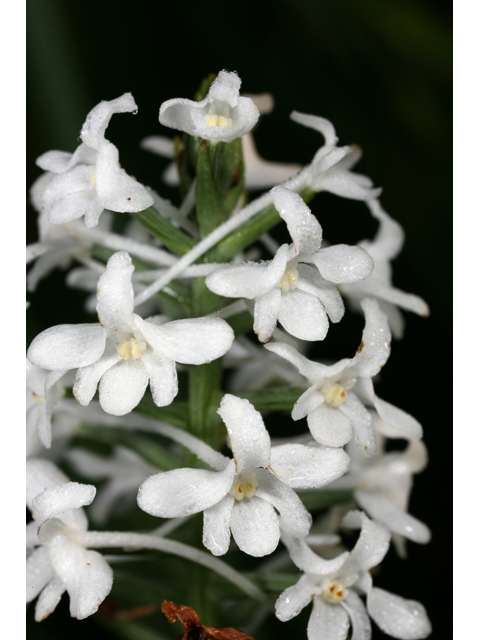 Platanthera nivea (Snowy orchid) #36549