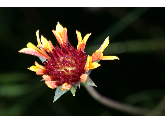 Gaillardia aestivalis var. aestivalis (Lanceleaf blanketflower) #36551