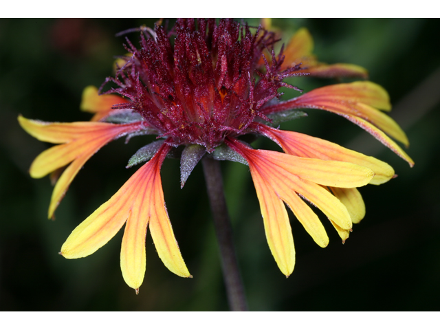 Gaillardia aestivalis var. aestivalis (Lanceleaf blanketflower) #36552